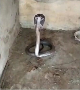 डीएम आवास पर निकला कोबरा,वनकर्मियों ने किया रेस्क्यू