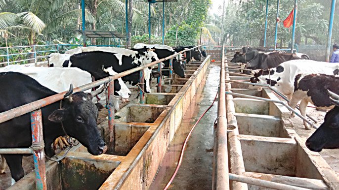 Dairy Farming Subsidy: डेयरी फार्म का बिजनेस करने के लिए मिल रही 33% की सब्सिडी