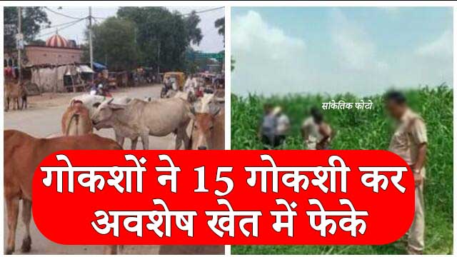 Lakhimpur News: गोकशों ने 15 गोकशी कर अवशेष खेत में फेके