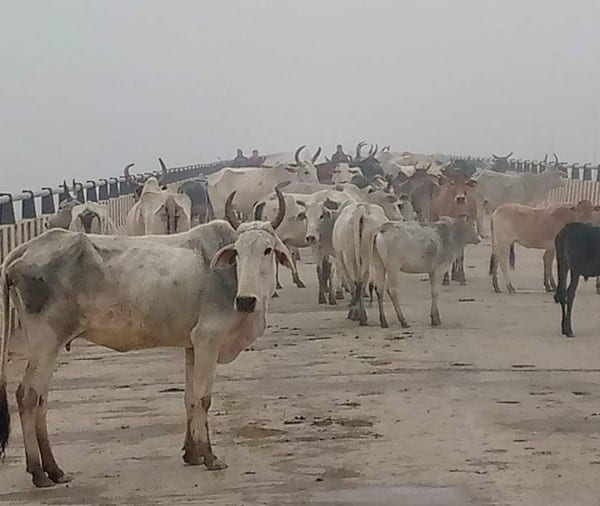 Hardoi News: किसानों ने आवारा मवेशियों को पुल पर खड़ा करके लगाया जाम
