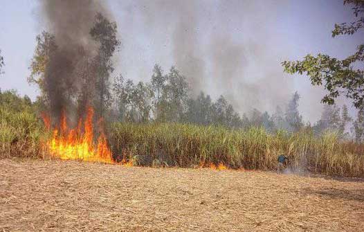 हरदोई के टड़ियावां में 3 एकड़ गन्ने की फसल जलकर हुई राख