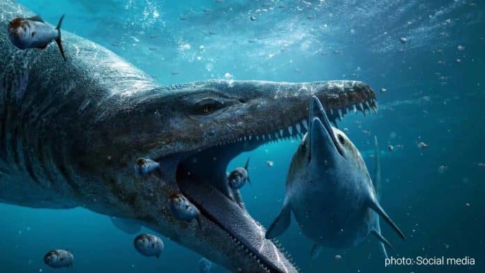 Pliosaur Fosil