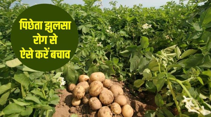 पिछेता झुलसा रोग से ऐसे करें बचाव