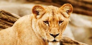 lion-21662_1280 (1)